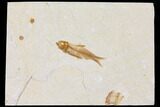 Fossil Fish (Knightia) - Wyoming #109978-1